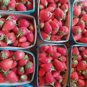250g de fraise ciflorette