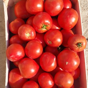 5kg de tomates rondes