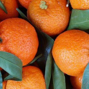 Clémentine du Portugal 1kg