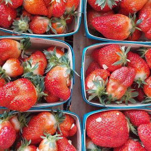 500g de fraises Clery