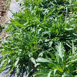100g roquette