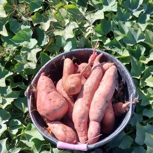 1kg de patates douces