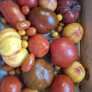 Tomates anciennes 3kg
