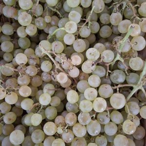 Raisin blanc 500g