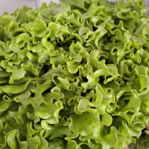 Salade pièce