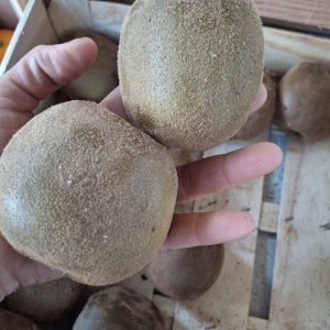 Kiwi 🥝 4 pieces