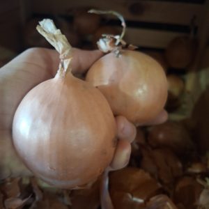 oignons jaunes 1kg