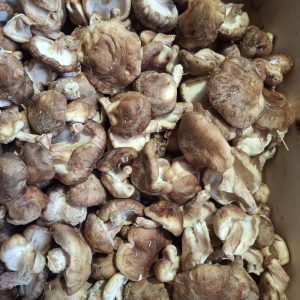 shiitake 180g AB origine France